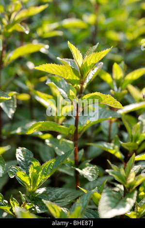 La menthe poivrée (Mentha x piperita 'mitcham') Banque D'Images