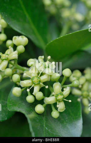 L'arbre de fusée japonaise (Euonymus japonicus) Banque D'Images