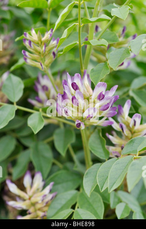 La réglisse (Glycyrrhiza glabra) Banque D'Images