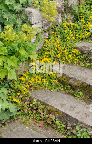 Creeping jenny (Lysimachia nummularia) Banque D'Images