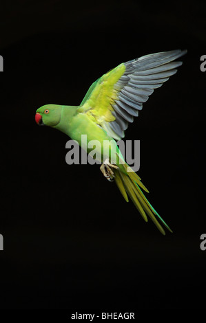 Perruche à collier indien [Psittacula krameri manillensis,]. Banque D'Images