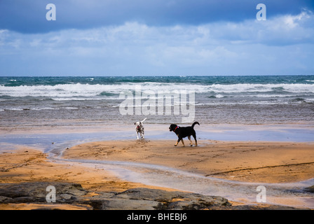 Deux chiens jouant sur la plage de Fanore, comté de Clare, Irlande. Banque D'Images