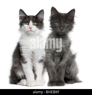 Chat Norvegien Age De 4 Mois Devant Un Fond Blanc Photo Stock Alamy