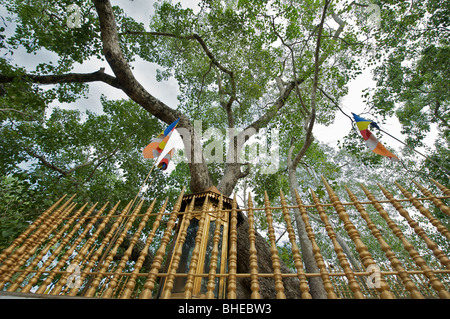 Sri Maha Bodhi -L'Arbre sacré Bo à Anuradhapura, Sri Lanka Banque D'Images