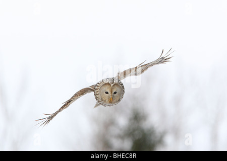 Chouette de l'Oural sauvages (Strix uralensis) la chasse. Banque D'Images