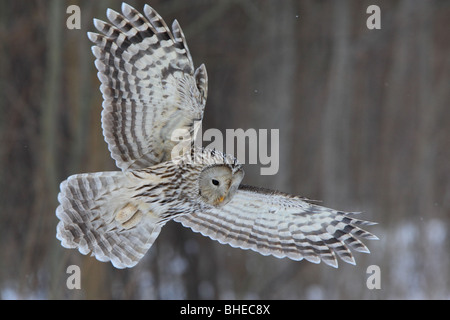 Chouette de l'Oural sauvages (Strix uralensis) la chasse. Banque D'Images