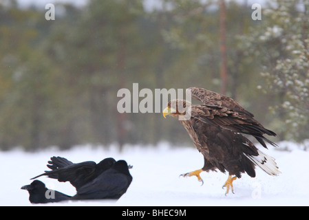 Wild à queue blanche (Haliaetus albicilla) le saut. Banque D'Images