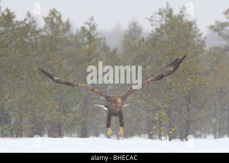 À queue blanche (Haliaetus albicilla) en vol Banque D'Images