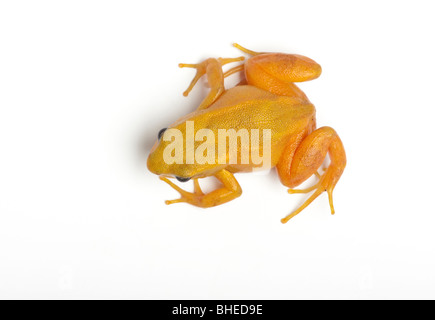 Golden Mantella aurantiaca, Mantella, Madagascar Banque D'Images