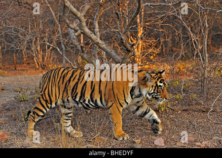 Tigre dans la forêt décidue sèche de la réserve de tigres de Ranthanbhore Banque D'Images