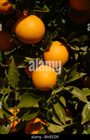 De plus en plus oranges sur l'arbre, Javea / Xabia, Province d'Alicante, Communauté Valencienne, Espagne Banque D'Images