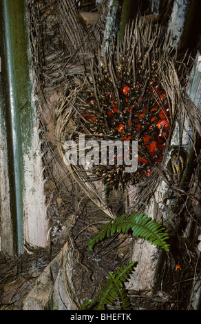 Près d'Abidjan, Côte d'Ivoire, Côte d'Ivoire, Afrique de l'Ouest. Plantation de palmiers à huile. Les noyaux de l'huile de palme dans l'attente de la récolte. Banque D'Images