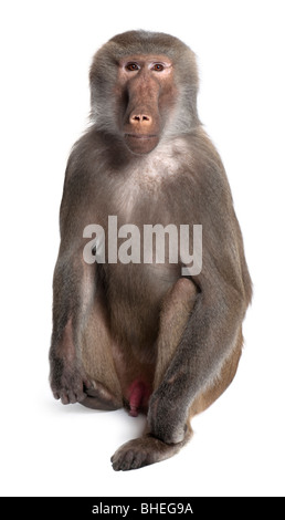 Le babouin, Simia hamadryas, in front of white background Banque D'Images