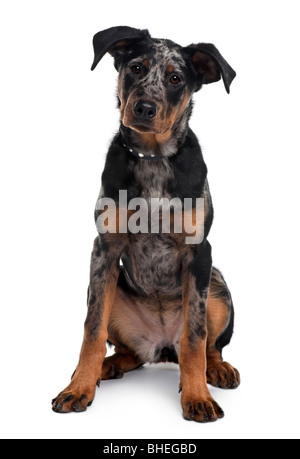 Beauceron chien, âgé de 5 mois, in front of white background Banque D'Images