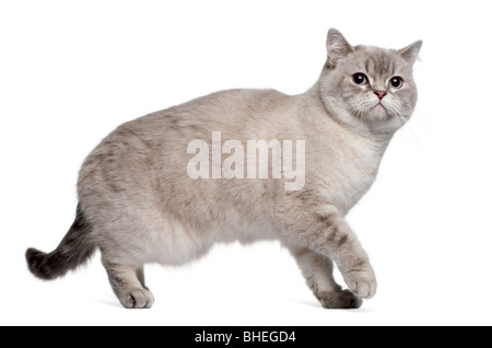 Chat British Shorthair, 15 mois, devant un fond blanc Banque D'Images