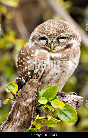 Spotted Owlet (Athene brama) à Bharatpur Banque D'Images