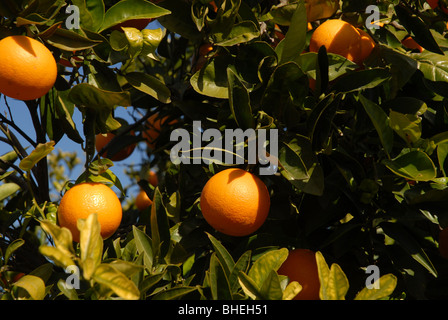 Close-up of oranges mûres sur l'arbre, Javea / Xabia, Province d'Alicante, Communauté Valencienne, Espagne Banque D'Images