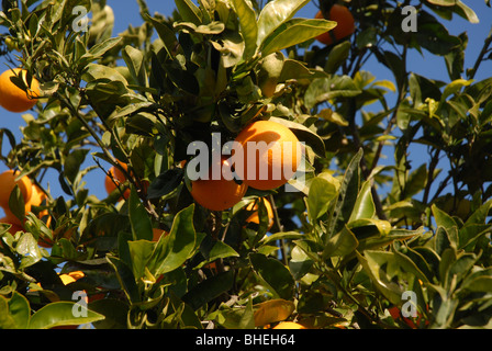 De plus en plus oranges sur l'arbre, Javea / Xabia, Province d'Alicante, Communauté Valencienne, Espagne Banque D'Images