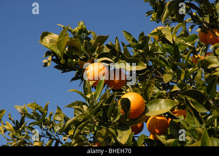 Oranges sur arbre, Javea / Xabia, Province d'Alicante, Communauté Valencienne, Espagne Banque D'Images