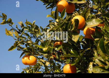 Oranges sur arbre, Javea / Xabia, Province d'Alicante, Communauté Valencienne, Espagne Banque D'Images