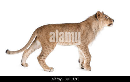 Lion, Panthera leo, 9 mois, marchant devant un fond blanc, studio shot Banque D'Images