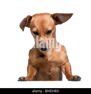 Dashund devant un fond blanc, studio shot Banque D'Images