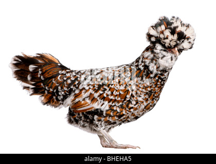 Tollbunt poulet polonaise tricolore, 10 years old, in front of white background Banque D'Images