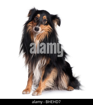 Chien sheltie, 18 years old, in front of white background Banque D'Images