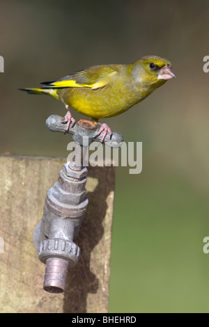 ; Verdier Carduelis chloris ; sur jardin appuyez sur Banque D'Images