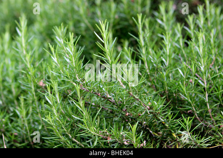 Bush de romarin dans le jardin Banque D'Images