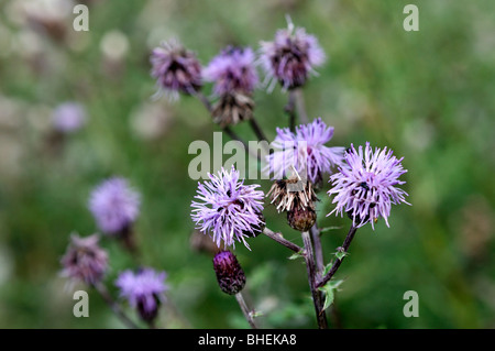 Cirsium palustre - Marsh thistle Banque D'Images