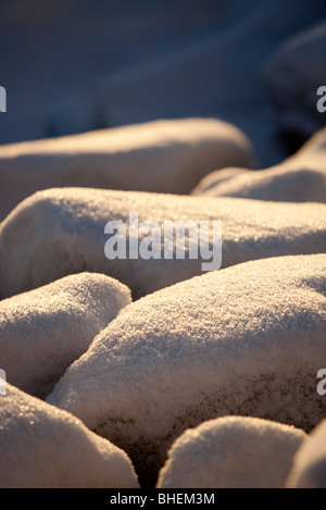 Des pierres couvertes de neige Banque D'Images