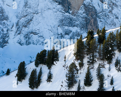 Sur les arbres du côté de la montagne. Dolomites près de Selva di Val Gardena, Italie. Banque D'Images