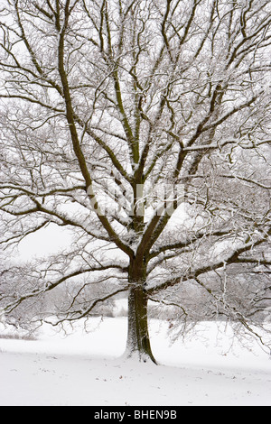 Neige sur chêne, Guildford, Surrey, UK Banque D'Images