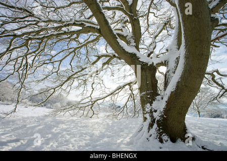 Neige sur chêne, Newlands Corner, Surrey, UK Banque D'Images