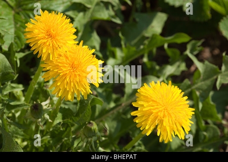 Taraxacum officinale, le pissenlit. Trois jeunes jaune des pissenlits sur un fond vert d'une herbe. Banque D'Images