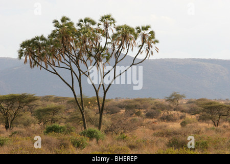 Palmier doum (Hyphaene thebaica) dans la réserve nationale de Samburu, Kenya. Banque D'Images