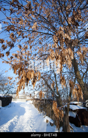 Fraxinus excelsior, le frêne européen, commun, de cendres. Ash-tree avec des graines sur les branches en hiver - le principal de fourrage bullfinches. Banque D'Images