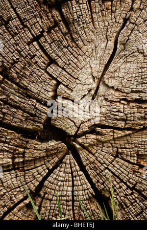 Détail du bois mort sur le bois de tronc d'arbre couché dans Richmond-upon-Thames, Surrey, Royaume-Uni. Banque D'Images