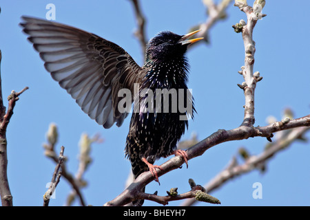 Etourneau sansonnet (Sturnus vulgaris) chant sur le noyer commun au printemps - bavière/Allemagne Banque D'Images