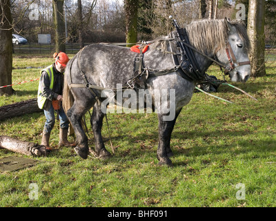 Chris Wadsworth un entrepreneur de la conservation des forêts de l'attelage de son cheval de travail à un tronc d'arbre pour la dépose Banque D'Images