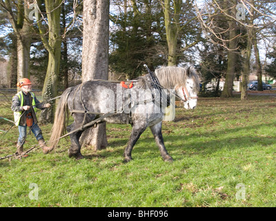 Chris Wadsworth un entrepreneur de la conservation des forêts de l'attelage de son cheval de travail à un tronc d'arbre pour la dépose Banque D'Images