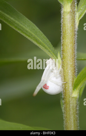 Misumena vatia, une araignée crabe (femelle) Banque D'Images