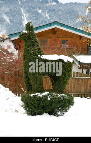 Topiaire clippé haie, kitzbuhel, Autriche Tirol, Autriche Banque D'Images