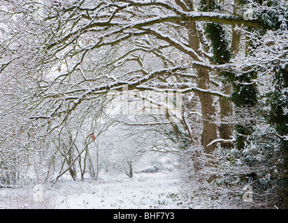 Woodland en hiver. Envoyer, Surrey, UK.
