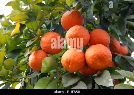 Oranges mûres growing on tree à Marrakech, Maroc. Banque D'Images