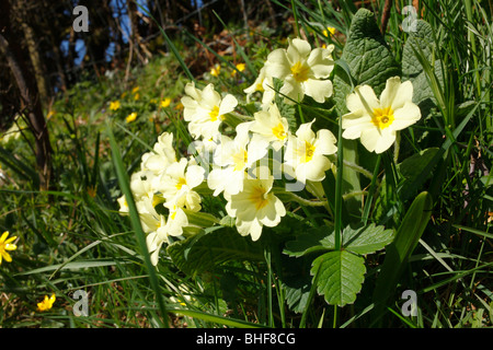 (Primrose Primula vulgaris) floraison à la base d'une couverture. Powys, Pays de Galles. Banque D'Images