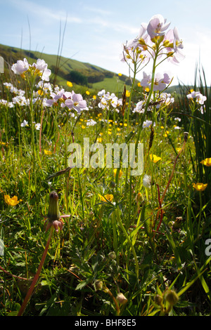 Lady's Smock ou cardamine des prés (Cardamine pratensis). La floraison dans une prairie humide sur une ferme biologique. Powys, Pays de Galles. Banque D'Images