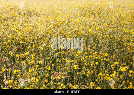 Meadow renoncules (Ranunculus acris) floraison dans un pré sur une ferme biologique. Powys, Pays de Galles, Royaume-Uni. Banque D'Images