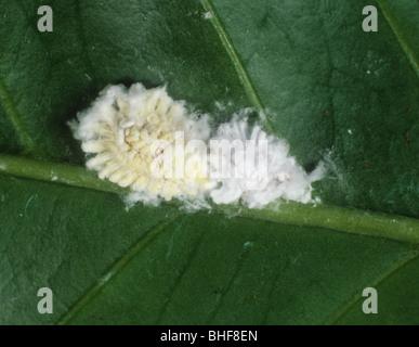 Cottony coussin insectes tartre (Icerya sp.) sur une feuille de café, Kenya Banque D'Images